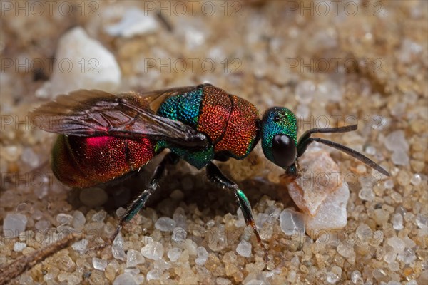 Sand golden wasp sitting on sandy soil right sighted