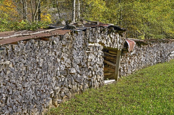 Woodpile in autumnal Ostrachtal