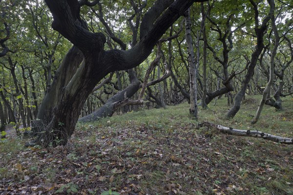 English oak