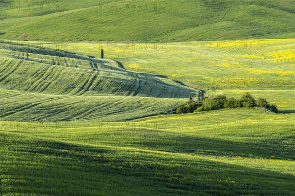 Hilly fields near Pienza