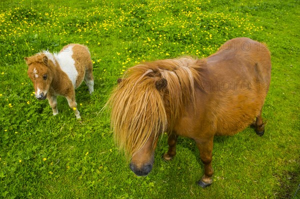 Baby Shetland ponies