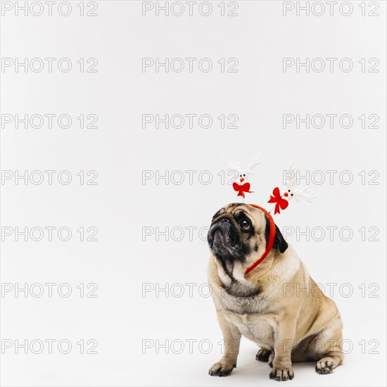 Sweet pug xmas deer costume ears. Resolution and high quality beautiful photo