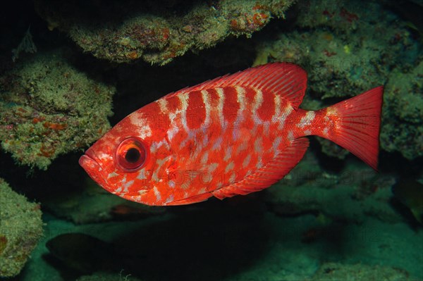 Glasseye snapper