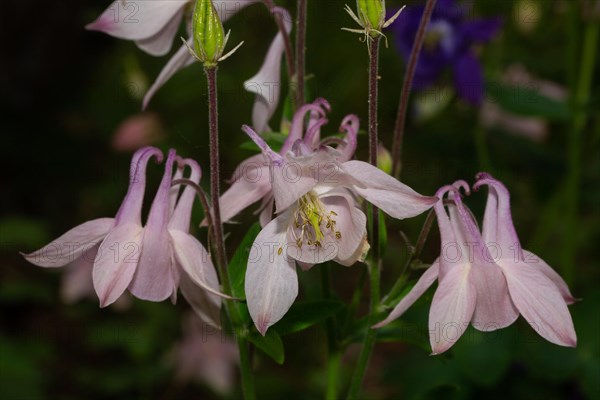 Wood columbine three open pink flowers next to each other