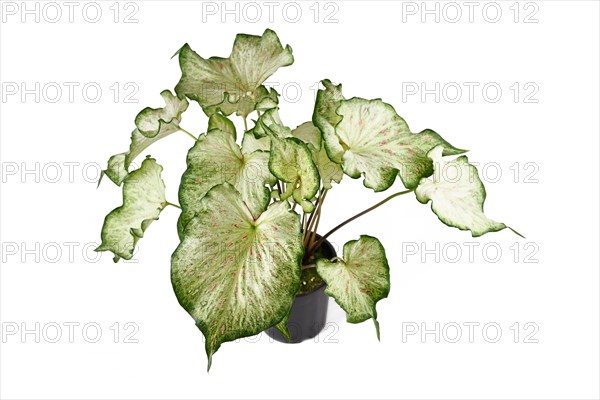 Tropical 'Caladium Candyland' houseplant with beautiful white and green leaves with pink freckles in pot on white background