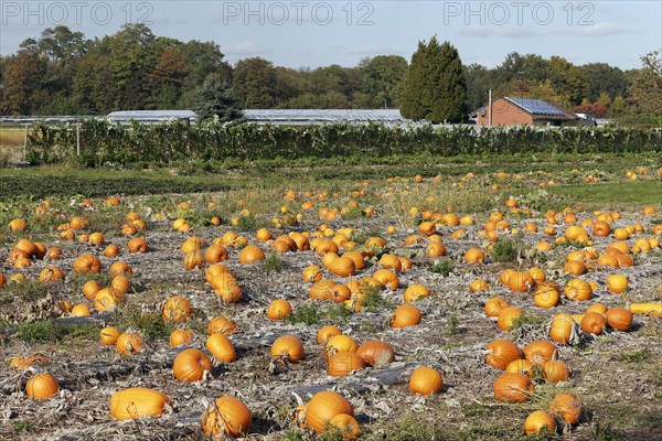 Pumpkin field with ripe pumpkins on the Lower Rhine