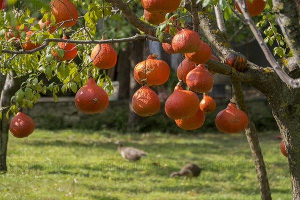 Hokkaido pumpkins hanging to dry on a tree