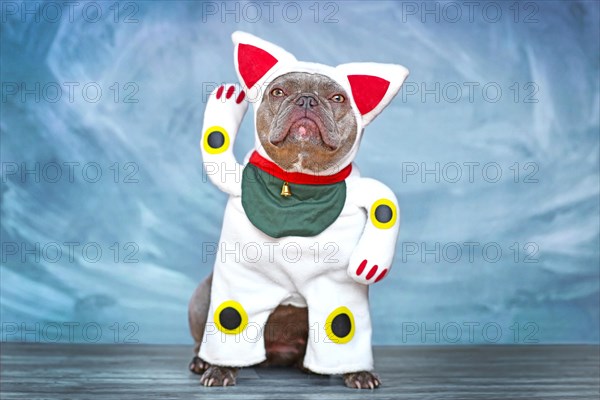 French Bulldog dog dressed up with traditional Japanese so called 'Maneki Neko' winking lucky cat Halloween costume with one fake arm raised