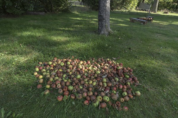 Fallen fruit on the lawn