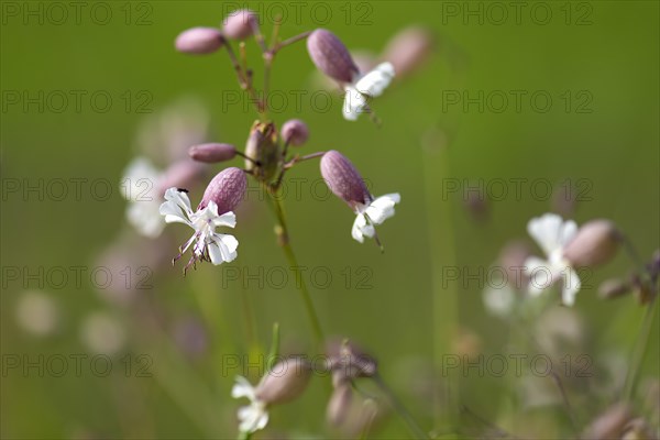 Bladder campion