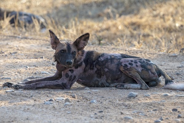 African wild dog