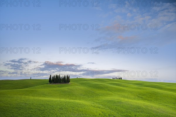 Cipressi di San Quirico dOrcia