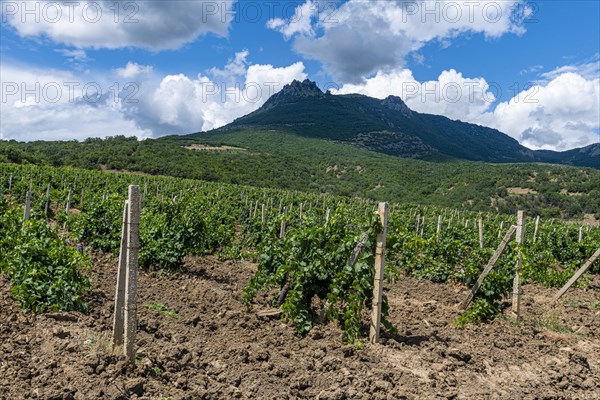 Vineyards near Sudak