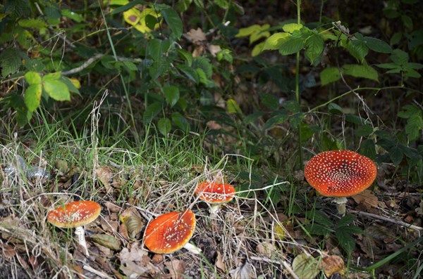 Fly agaric