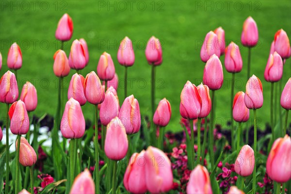 Pink tulips