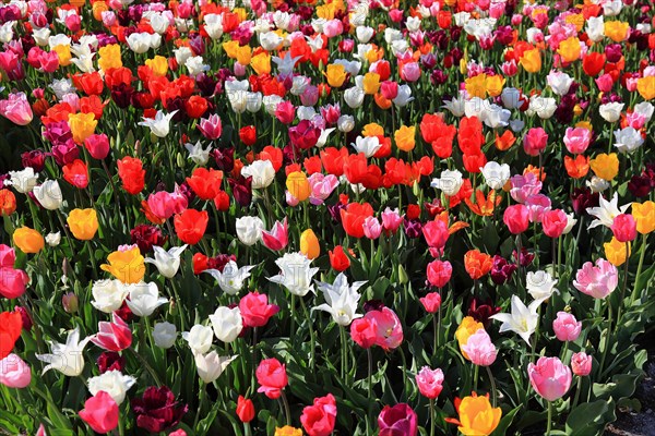 Many colourful tulips in one area