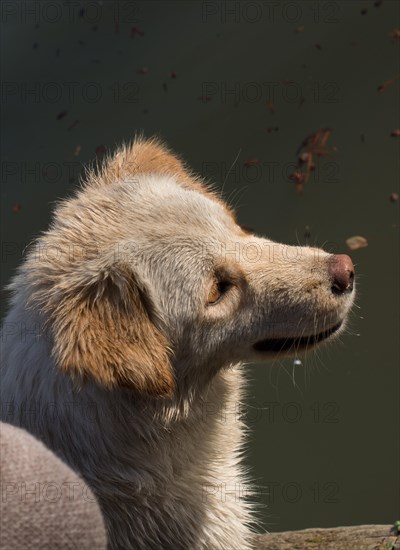 Homeless stray dogis in the street as lonely concept