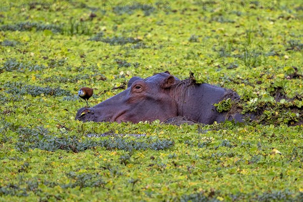 Hippopotamus