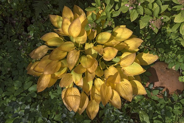 Hosta