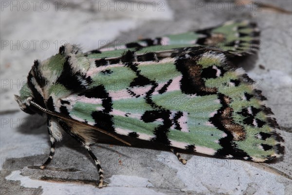 Celadon owl butterfly sitting on tree trunk seen from back left