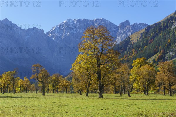 Autumn-coloured maples