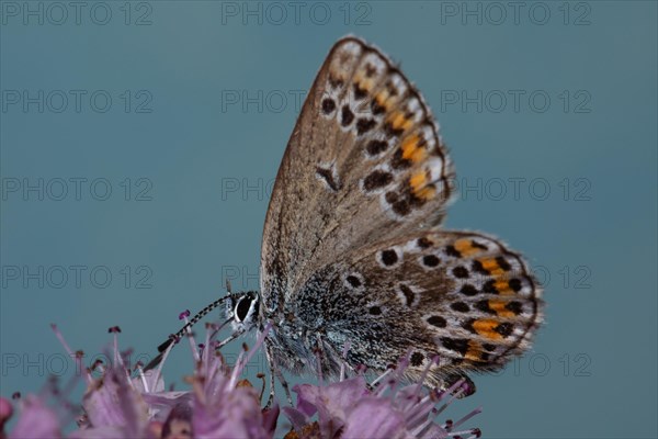 Reverdin's blue with closed wings sitting on pink flowers sucking left seeing against blue sky