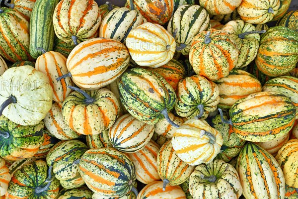 Top view many colorful striped Acorn