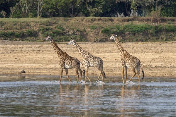 Rhodesian giraffe