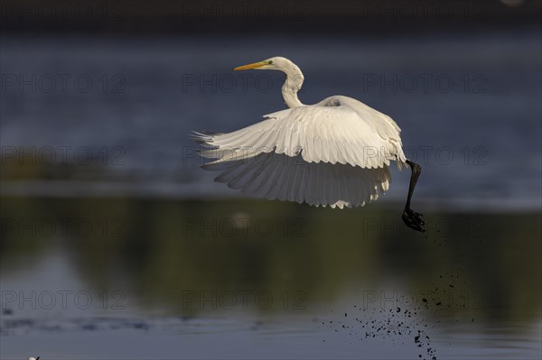 Great egret