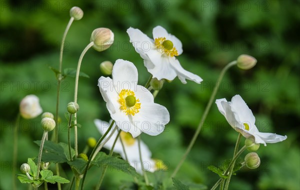 White chinese anemone