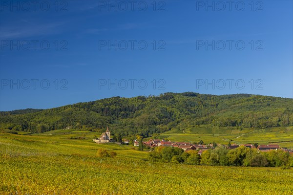 Autumn vineyards in Alsace