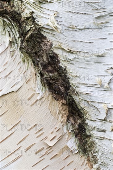 Himalayan birch