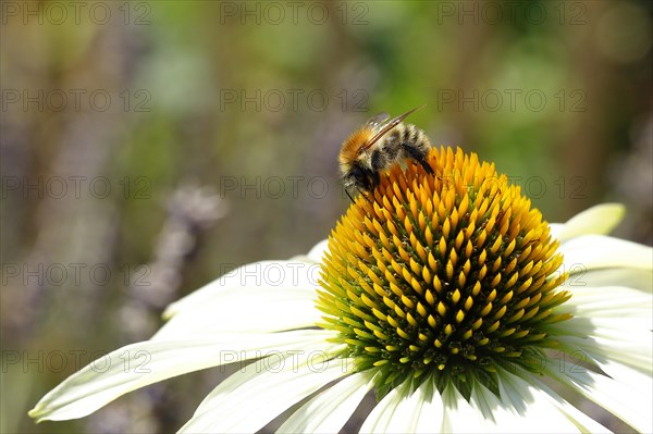 Common carder-bee