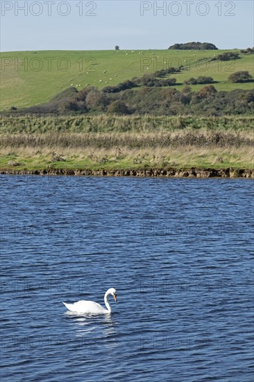 Swan on the way to Cuckmere Haven