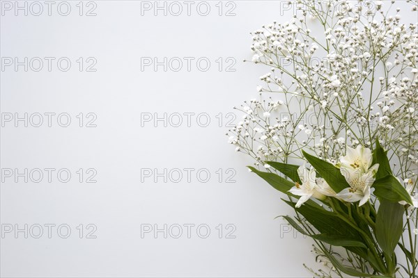 Top view baby s breath white lilies flower white background. Resolution and high quality beautiful photo