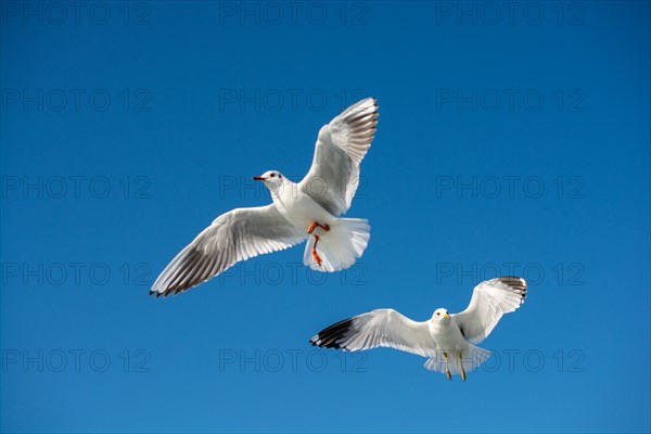 Pair of seagulls are flying in a sky as a background