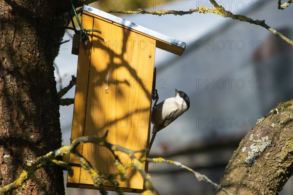 Marsh tit hanging from nest box on tree trunk left looking up