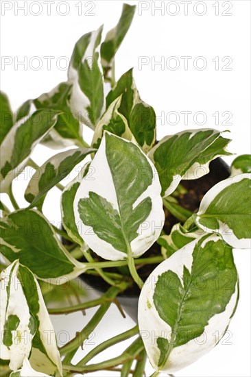 Close up of tropical 'Epipremnum Aureum N'Joy' pothos houseplant with white and green variegated leaves on white background