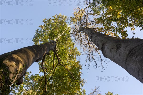 Two copper beeches rise into the sky in Jerichower Switzerland