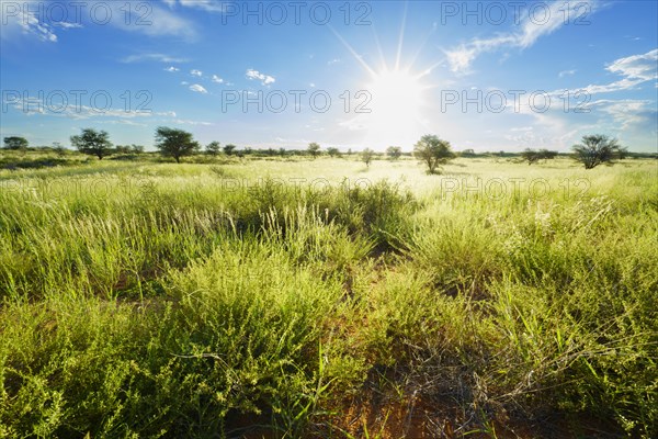 Wide vast landscape with green bushes and trees of the Kalahari desert