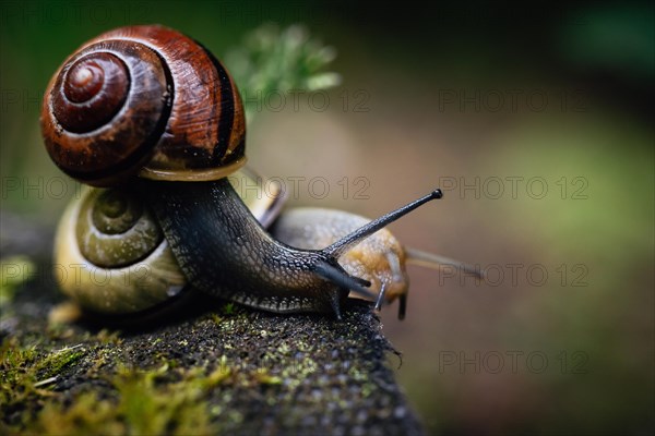 Snail