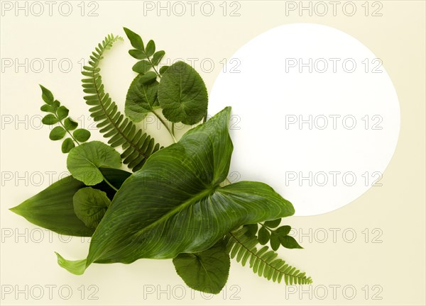 Flat lay assortment leaves