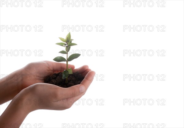 Green tree seedling in handful soil in hand on an isolated background