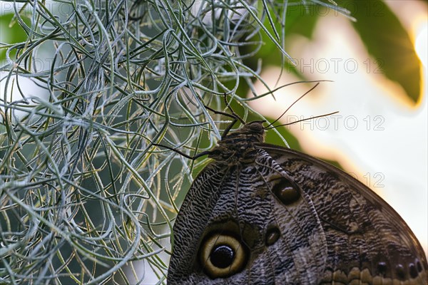 Owl butterfly