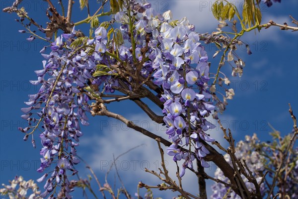 Blue rain flower panicle with a few open purple flowers against a blue sky