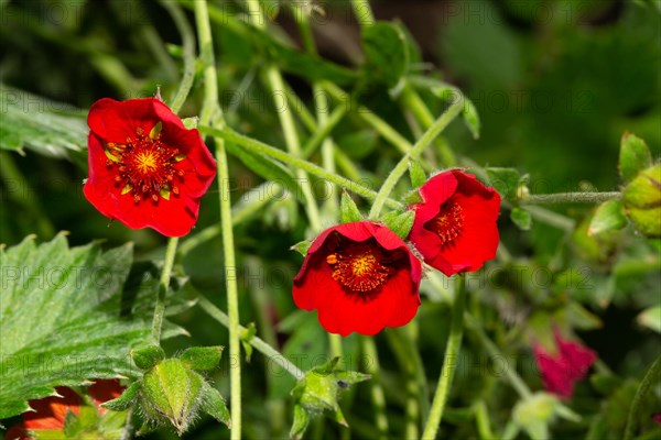 Blood red cinquefoil three open red flowers