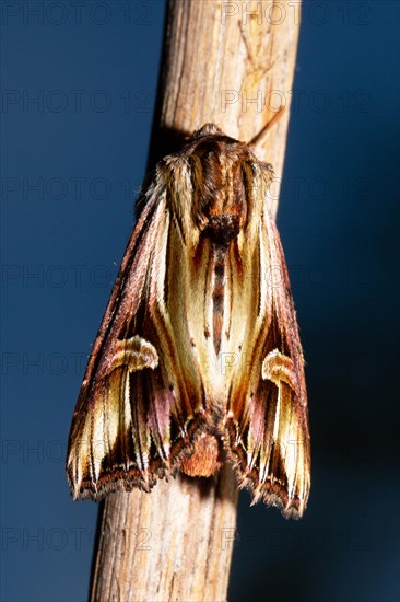 Many-toothed St. John's wreath owl butterfly with closed wings sitting on branches from behind against blue sky