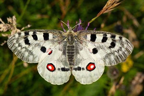 Apollo butterfly with open wings sitting on purple flower from behind