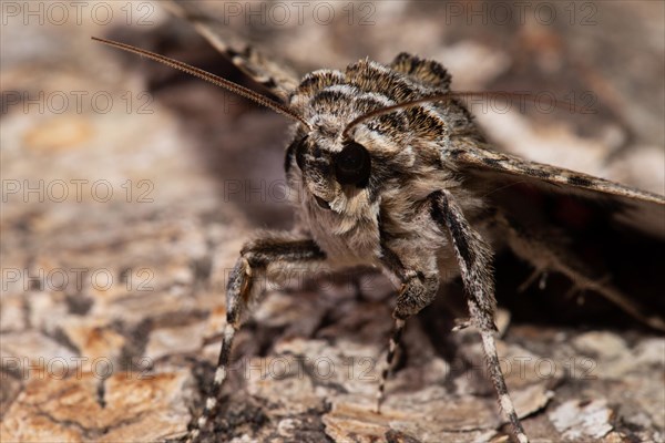 Rosy Underwing Moth head portrait sitting on tree trunk