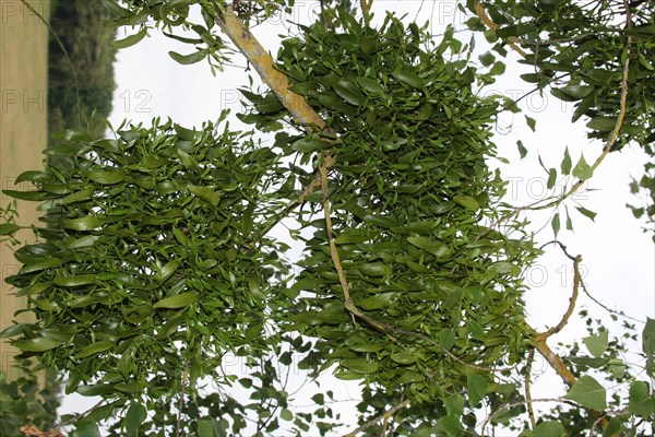 Hardwood european mistletoe